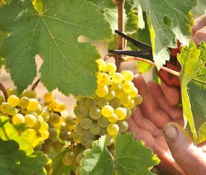Farmers welcome backpacker tax review